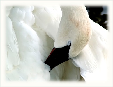 Боль одиночеств