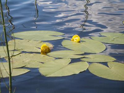 Заводь... - яс