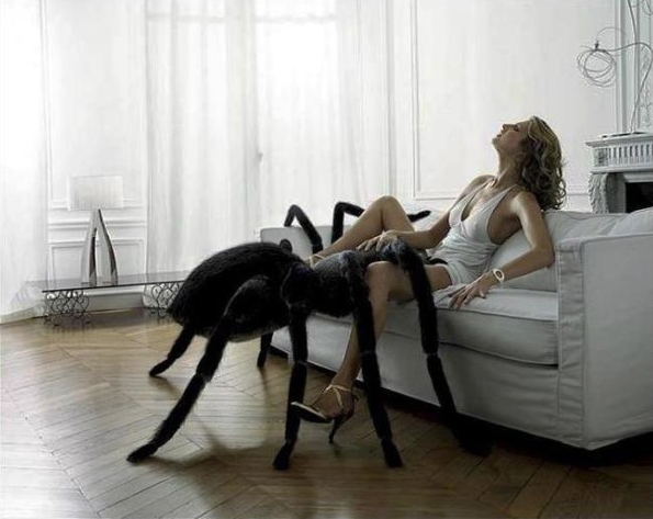 Галчонок и паук