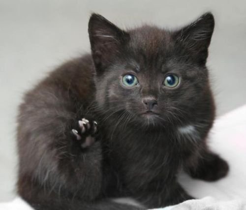 Ильзе-Марсельезе Вагнер посвящается целая страница