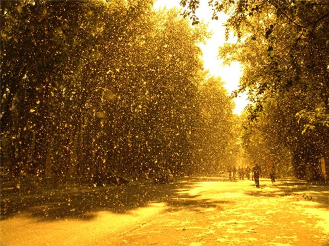 Вместо снега сыплет пух тополиный