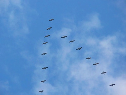 Здесь под небом родным - Пародия