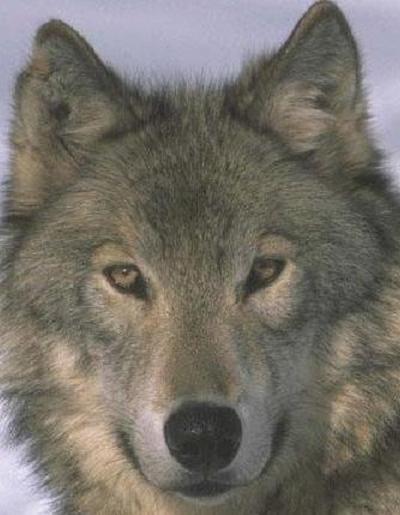 Одинокий Волк - Песня