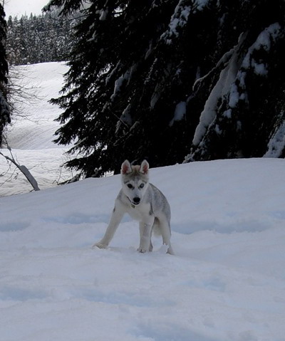 Волчонок монолог