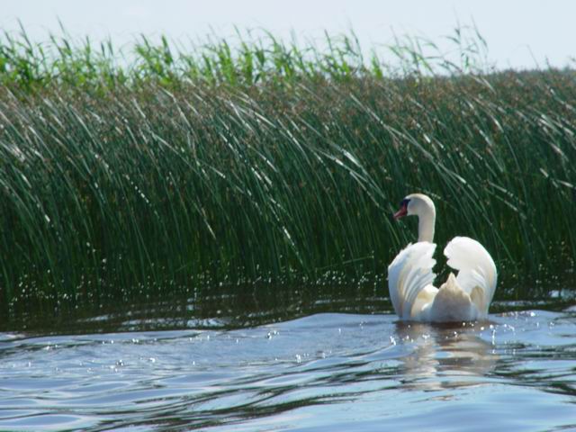 Летняя картинка
