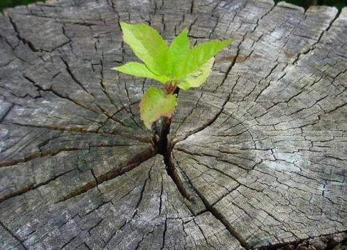 Ах, независимость...