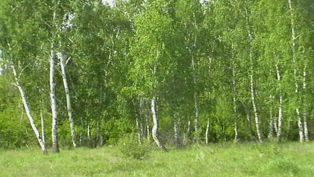 Драгоценная Родина. Песня