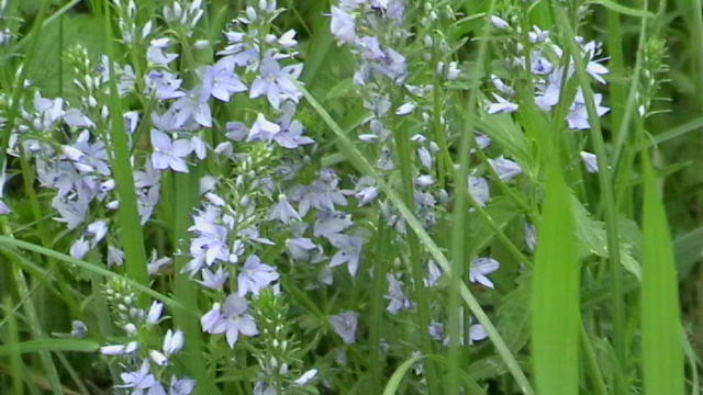 Чудесный вечер