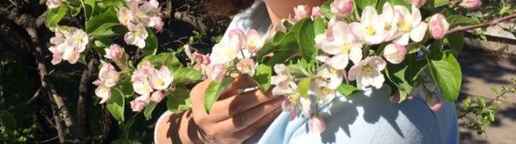 ветка яблони...