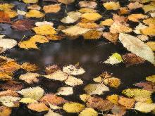 И снова осень за окном...