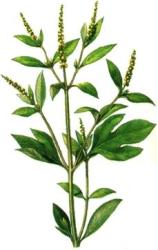 Сорняк - загадка