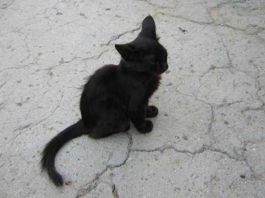 Чёрная кошка судьбы