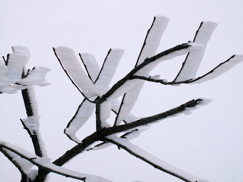 Дневник наблюдений. Декабрь