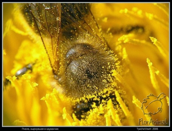 Сестра моя, пчела