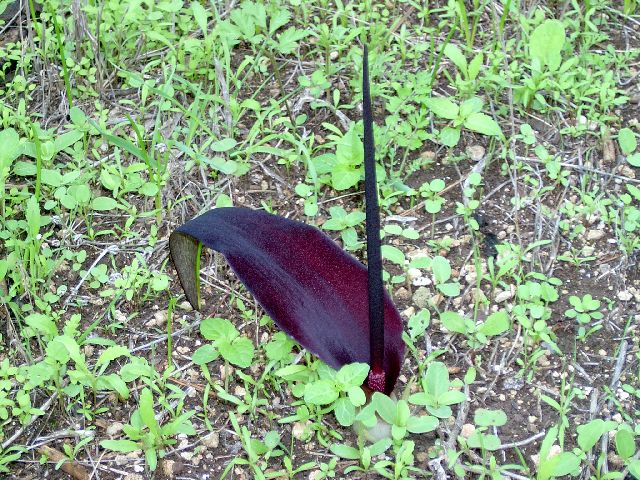 О женщина! Венец Творенья!