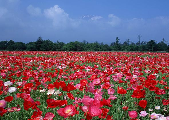 На лугу, усеянном жарками