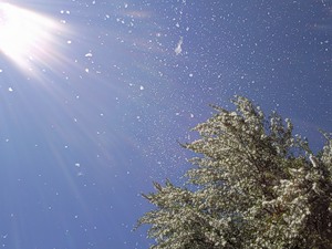 Тополиный пух