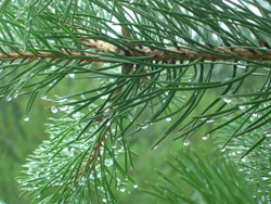 Под звуками дождя