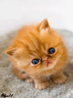 Посмотри, как мил я...