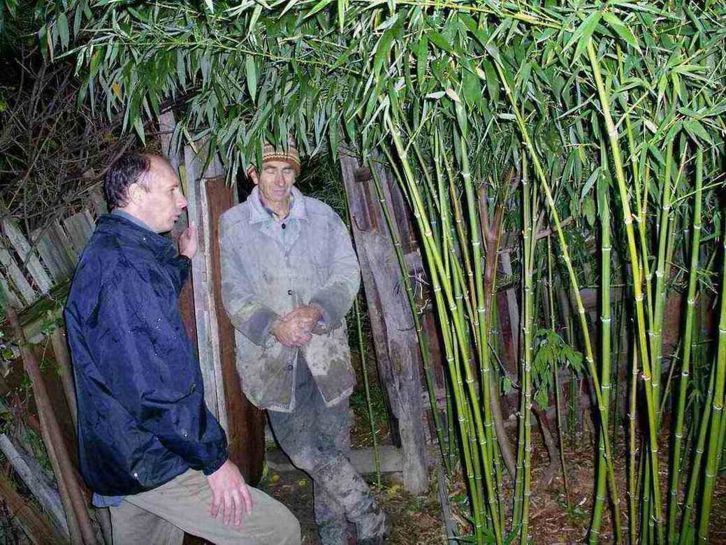 Бамбук в среднем вырастает. Подмосковный бамбук. Сибирский бамбук. Растение Камчатский бамбук. Бамбук в открытом грунте.
