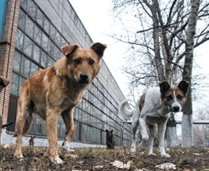 И снег скрипел...