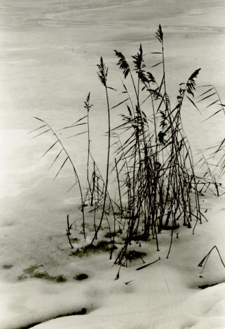 На Кумысной Поляне