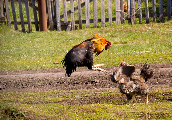 13 А-1 Бой на хоздворе