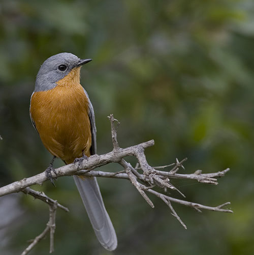 а зачем птицам крылья?