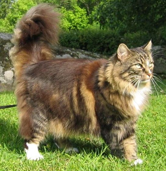 Мой друг полосатый