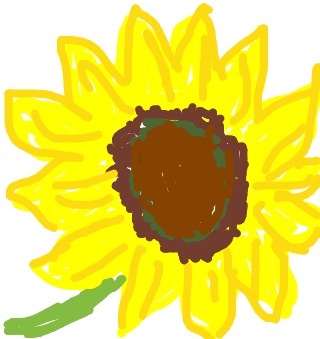 Подсолнечник - ещё загадка