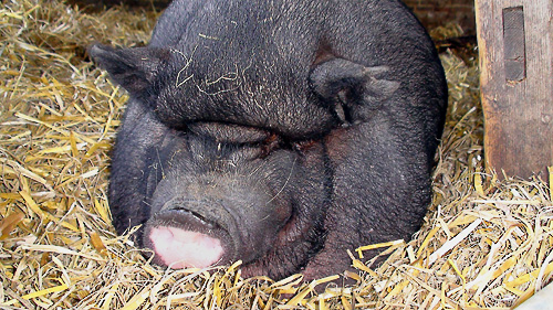 Чипа, Чипа, Чок, Чок, Чок...