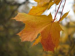 Последний месяц осени