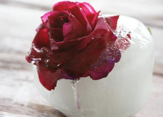 Красная роза в снегу