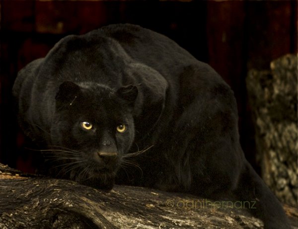 Пантера-ночь