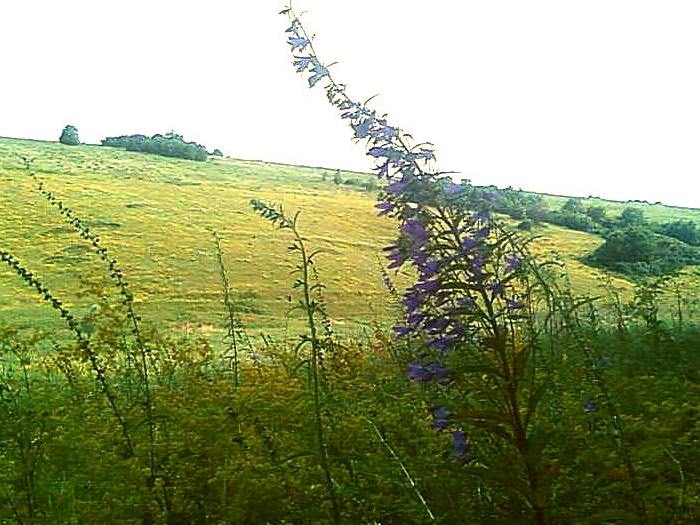 В ней всё зовёт. И всё в ней не напрасно