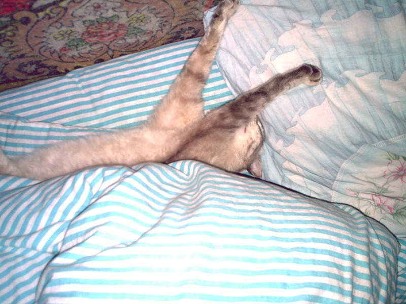 про брошеную кошку