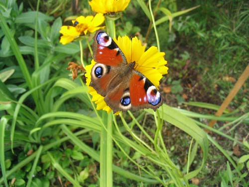 За песнею весны приходит песня лета...