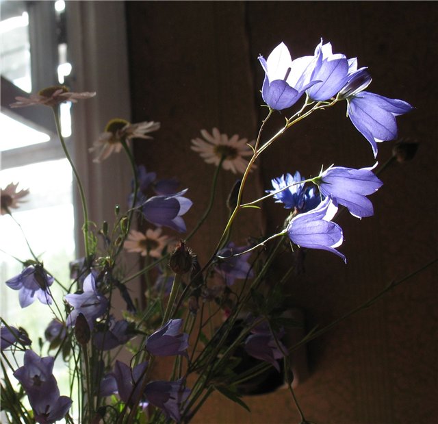 Я с тобою в Любви заблудилась