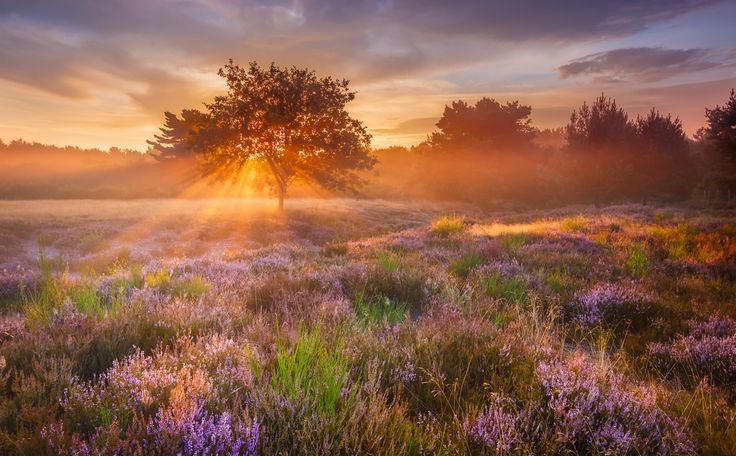 Постижение Красоты...