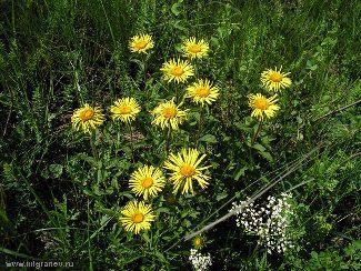 Расцветают цветы в придорожной канаве