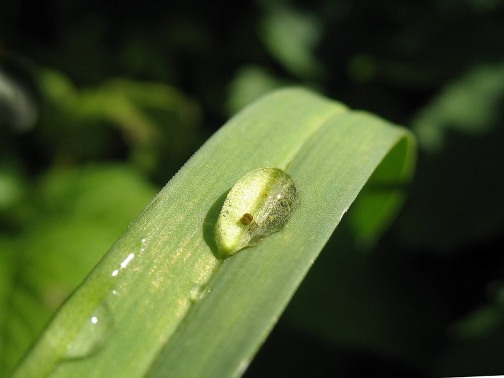 Божья водичка