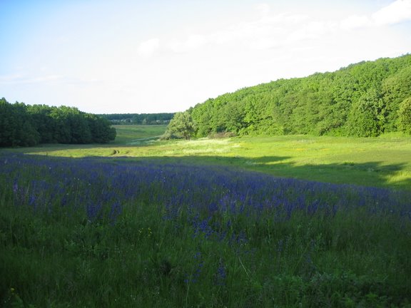 Положите на грудь василёк