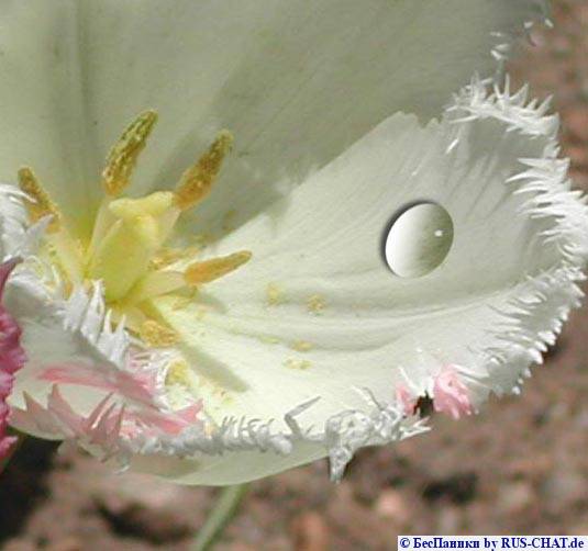 и упадет слеза в цветок живой водой...