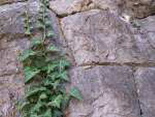 Как ласковый причал твое плечо