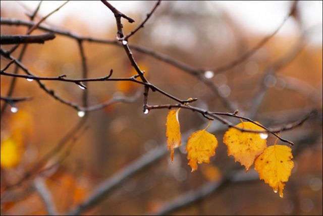 Давайте у осени спросим?