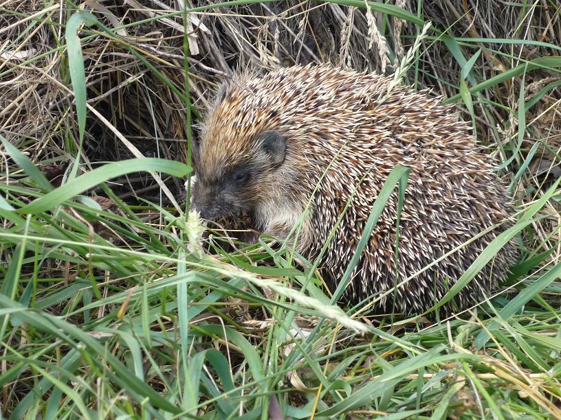 Дрозд клюет по утрам сладку вишню