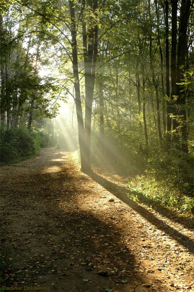 Нежный рассвет