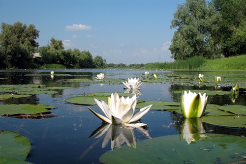 Пусть живёт душа, в благости...