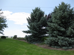 Сова была красивой птицей...