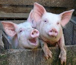 Хрю - хрю - хрю...